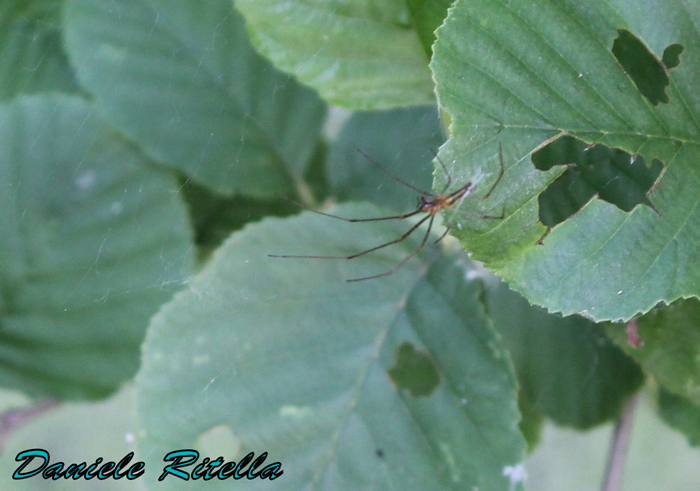 Maschi di Tetragnatha sp.